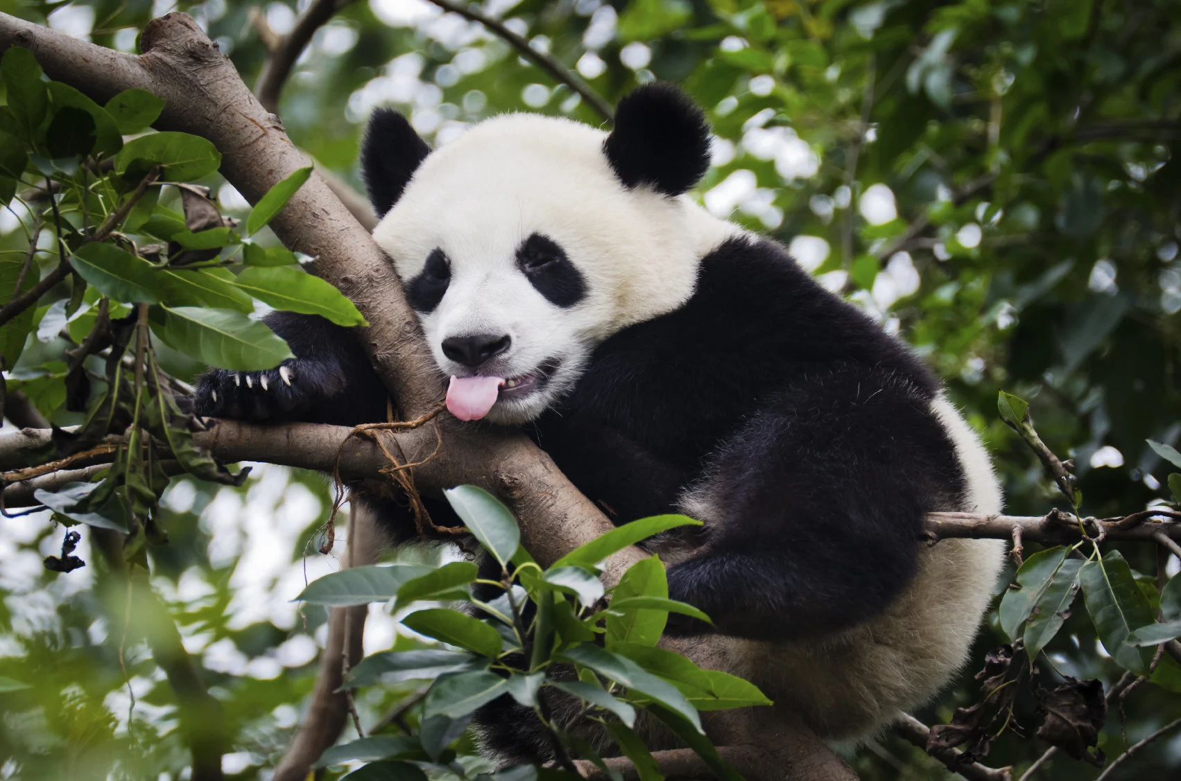 Donate to a wildlife foundation.