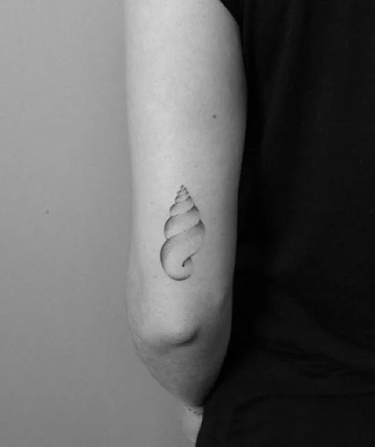 The curves of a seashell.