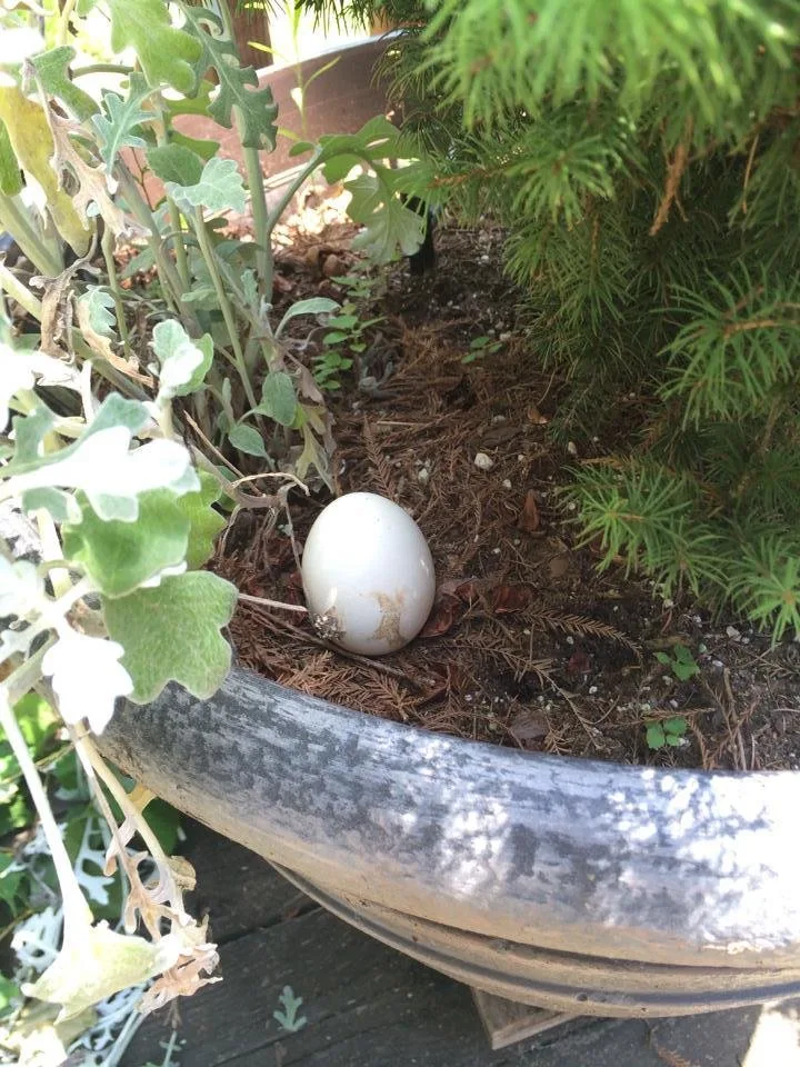 Lost Egg