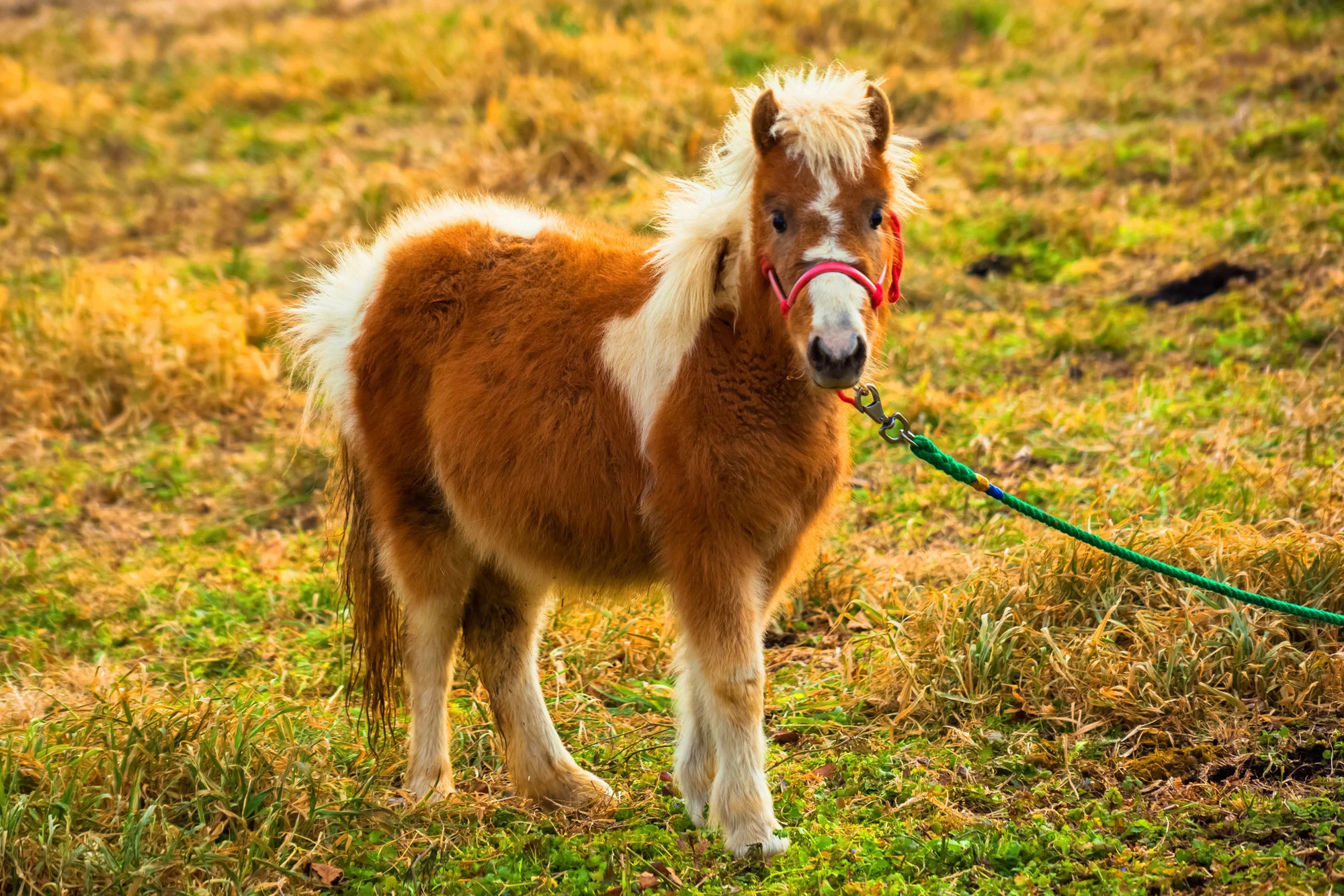 Service Horse