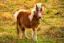 Service Horse-placeholder