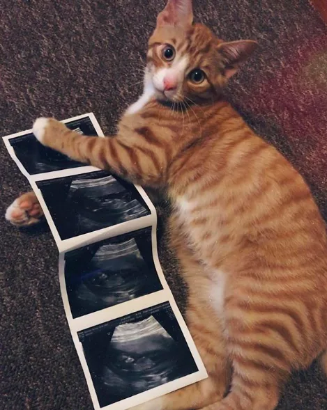 Cat's out of the bag.