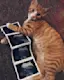 Cat's out of the bag.-placeholder