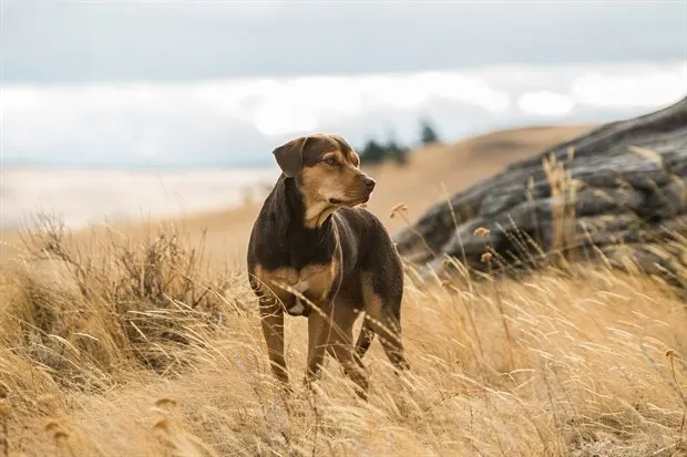 'A Dog's Way Home' (PG)