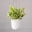 Pothos-placeholder