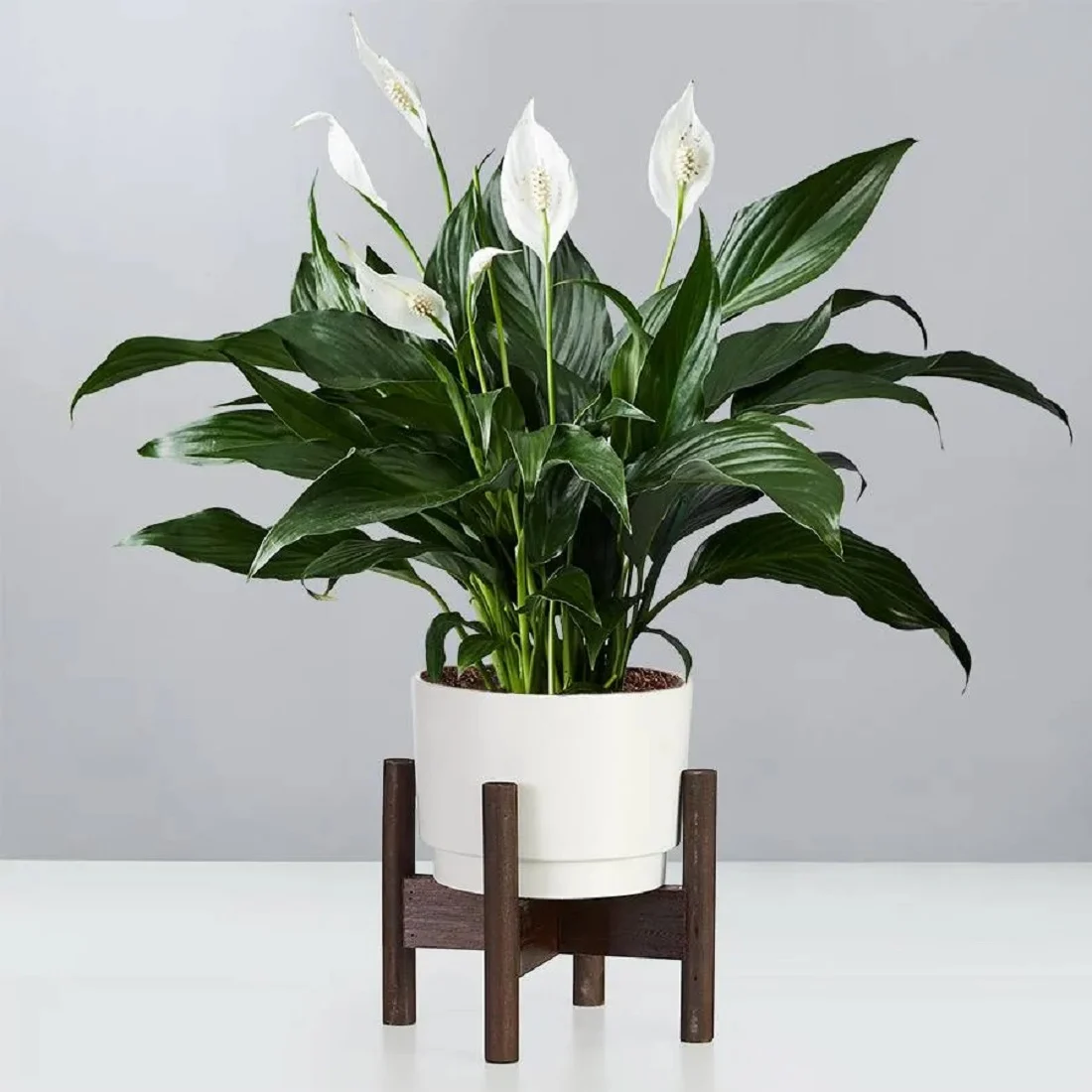 Peace Lily