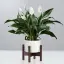 Peace Lily-placeholder