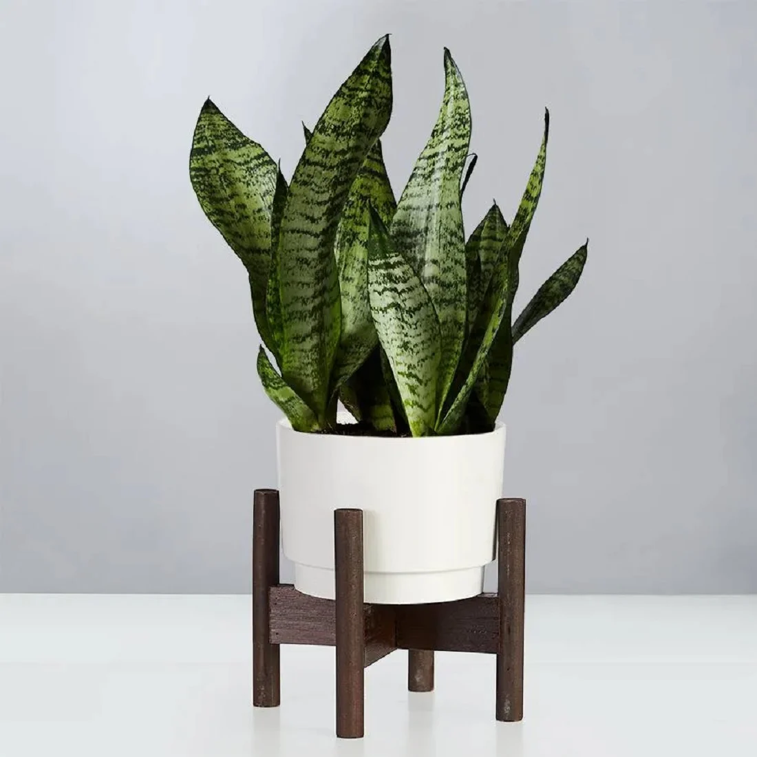 Snake Plant