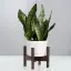 Snake Plant-placeholder