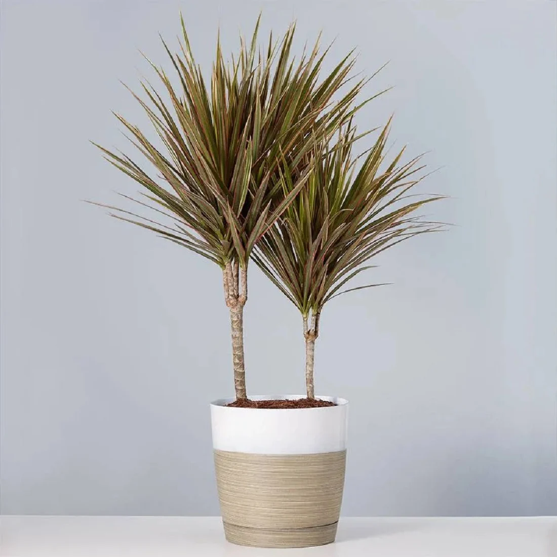 Dracaena Marginata