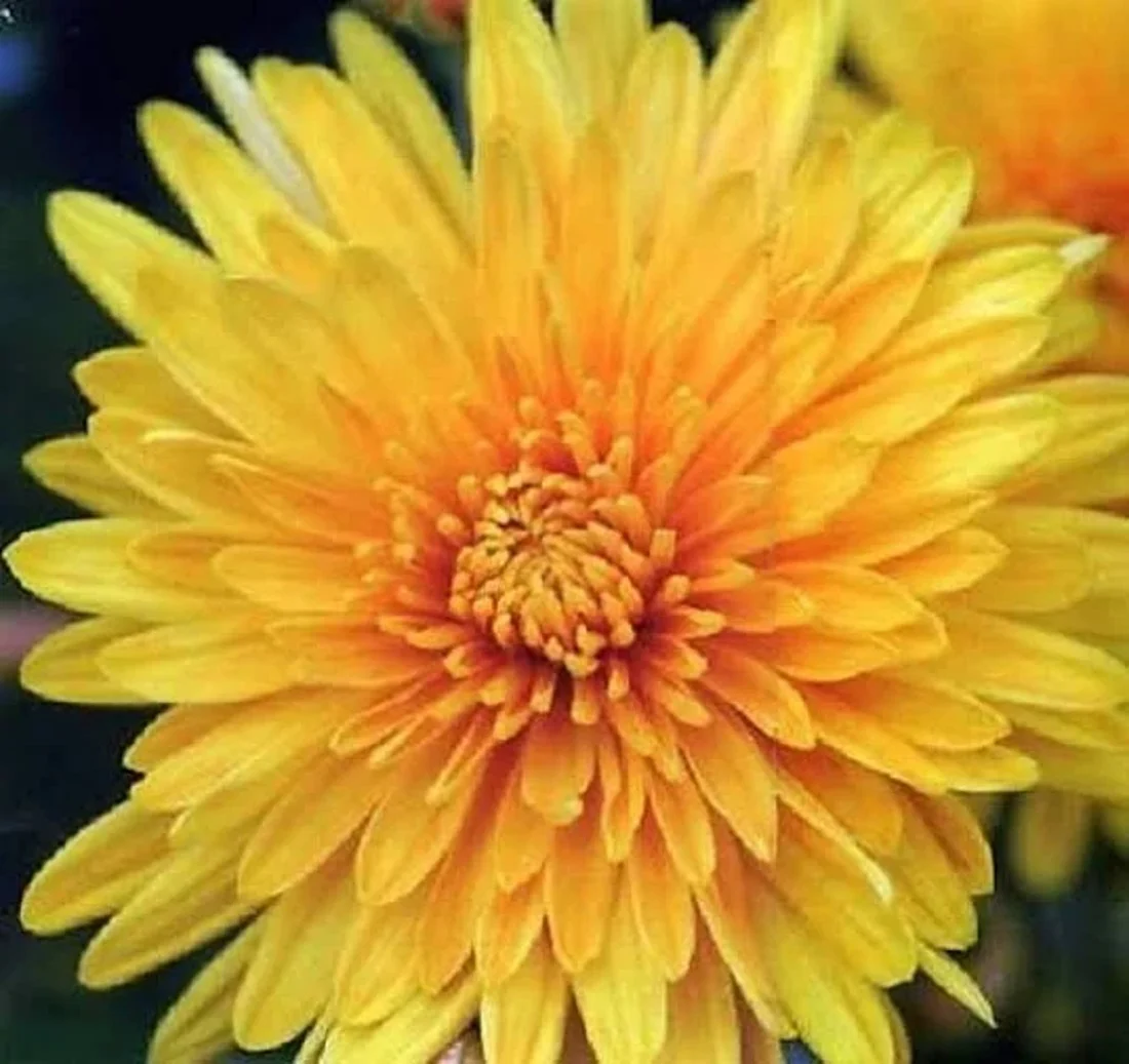 Chrysanthemum Morifolium