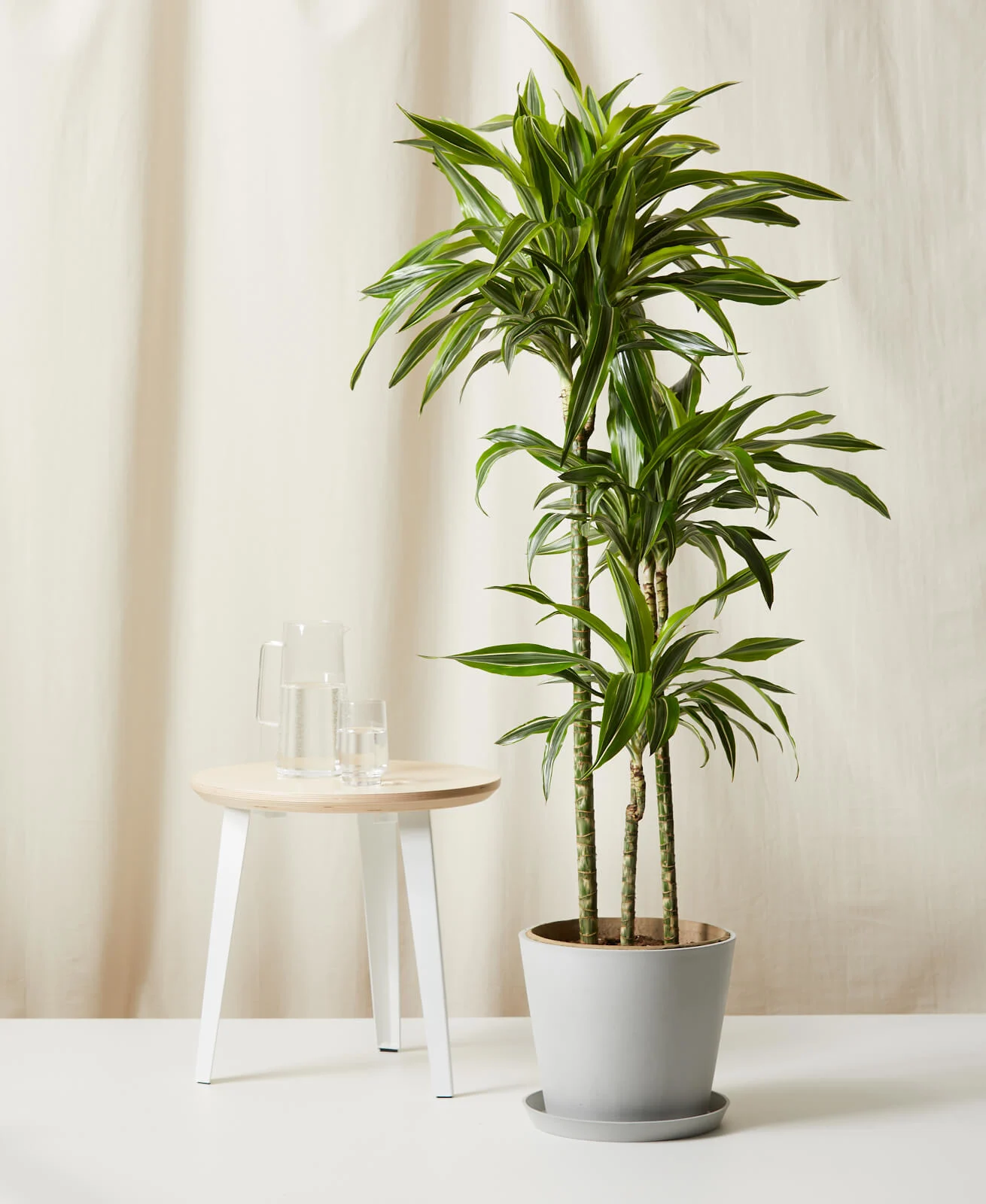 Dracaena Deremensis