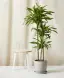 Dracaena Deremensis-placeholder