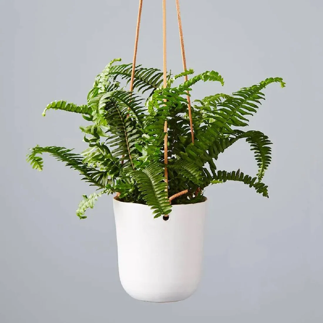 Boston Fern