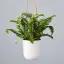 Boston Fern-placeholder