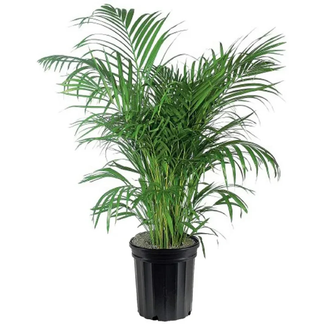 Areca Palm