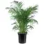 Areca Palm-placeholder