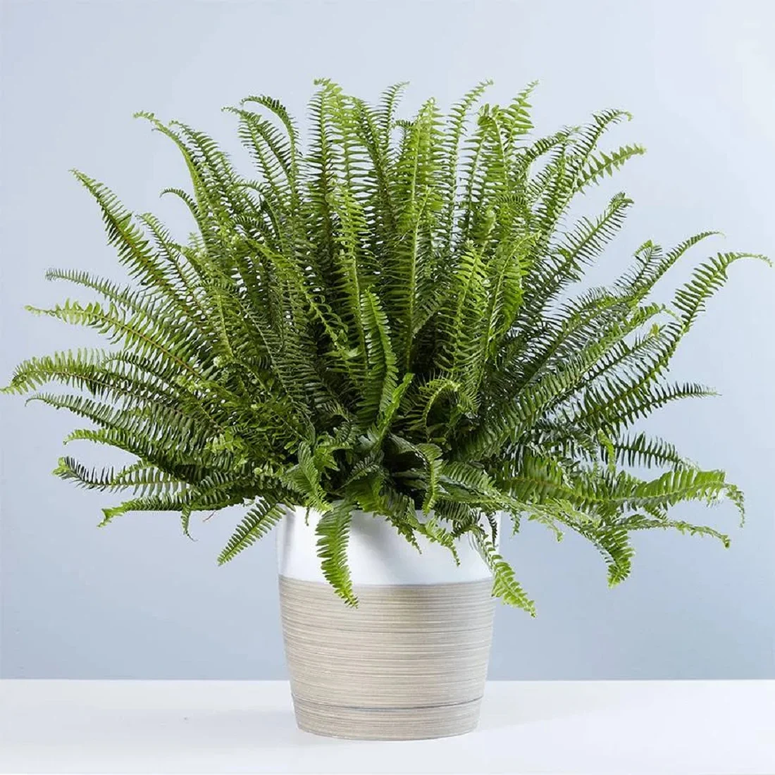 Kimberley Queen Fern