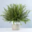 Kimberley Queen Fern-placeholder