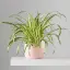 Spider Plant-placeholder