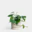 Philodendron Cordatum-placeholder