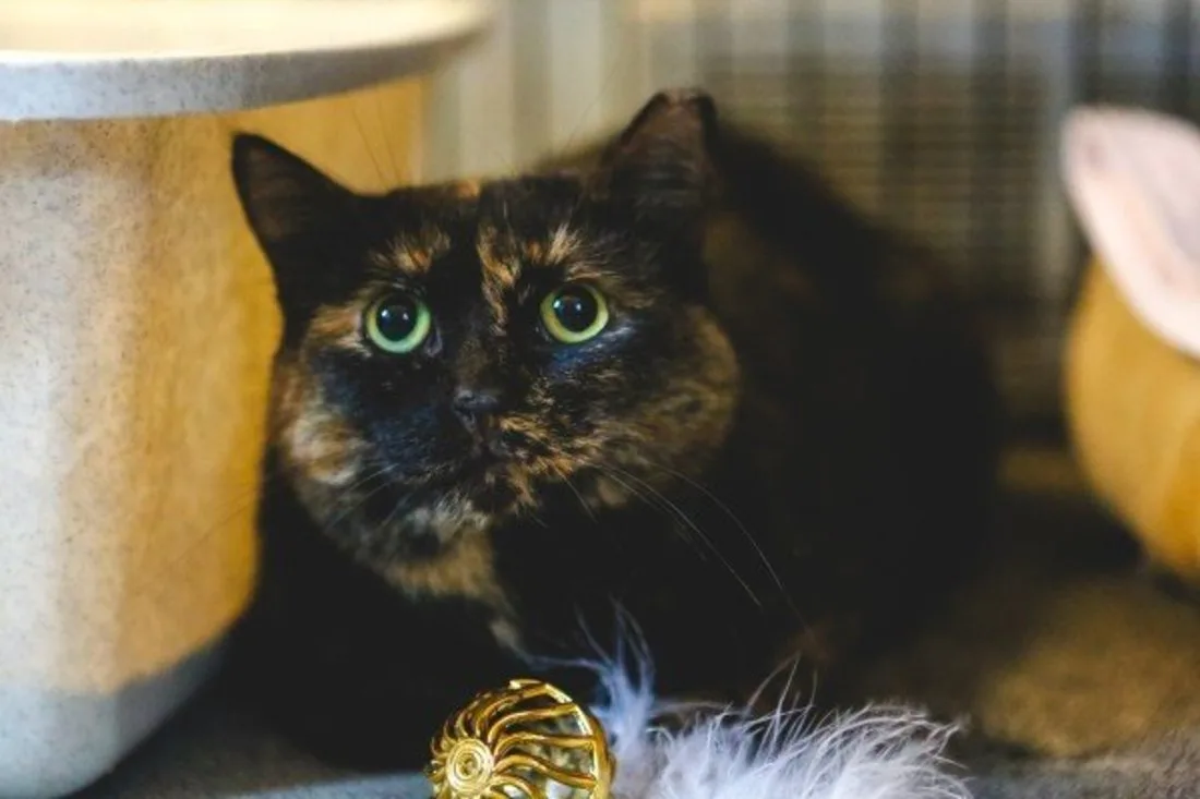 Visit an animal shelter