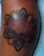 The Lotus & the Mandala-placeholder