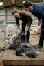 Can We Say Baa?-placeholder