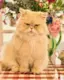 doe deere cat-placeholder