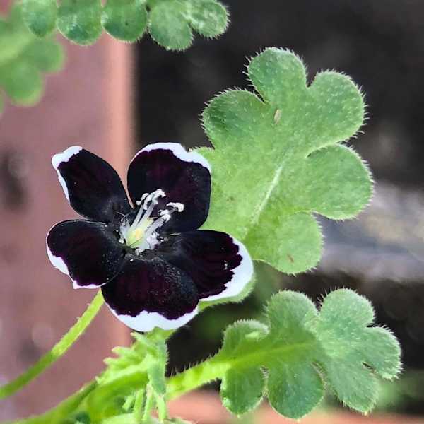 35 Eerie Photos Of Kat Von D's Pitch Black Garden