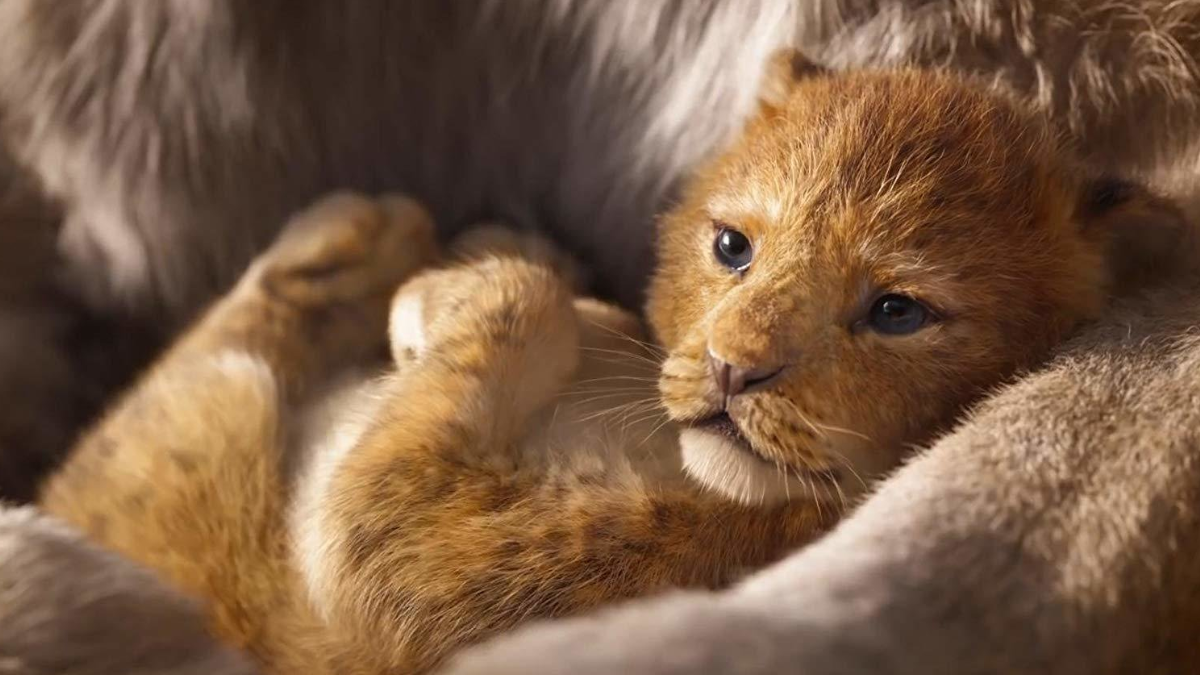 The New Simba From The Lion King is Based on a Dallas Zoo Cub