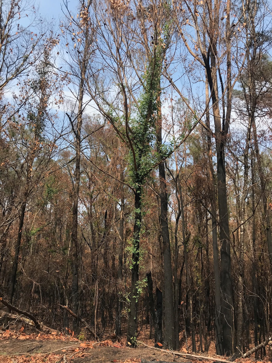Regrowth