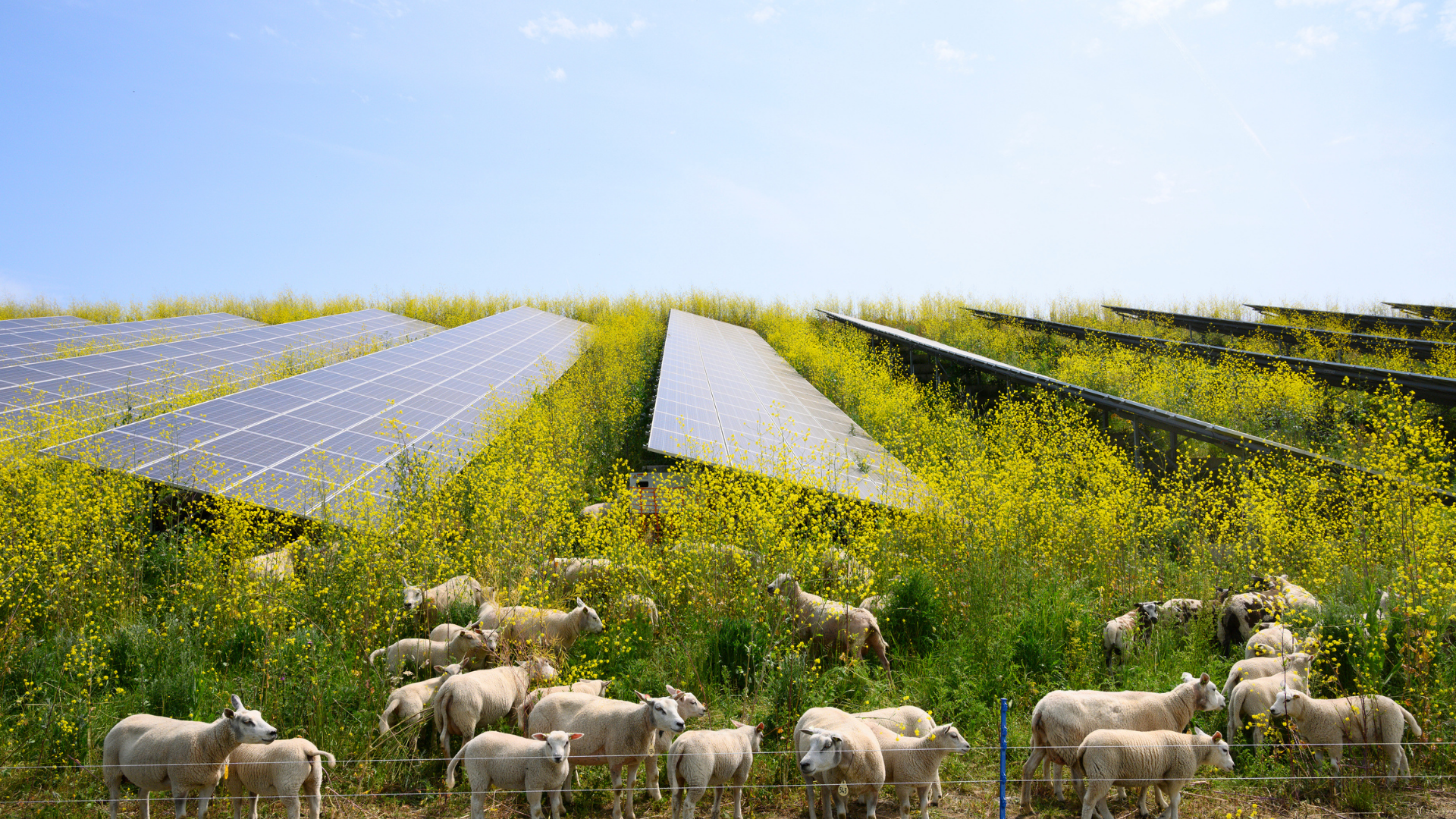 Sheep grazing mustard plants at solar farm. card