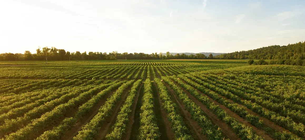 Spend less, invest the rest