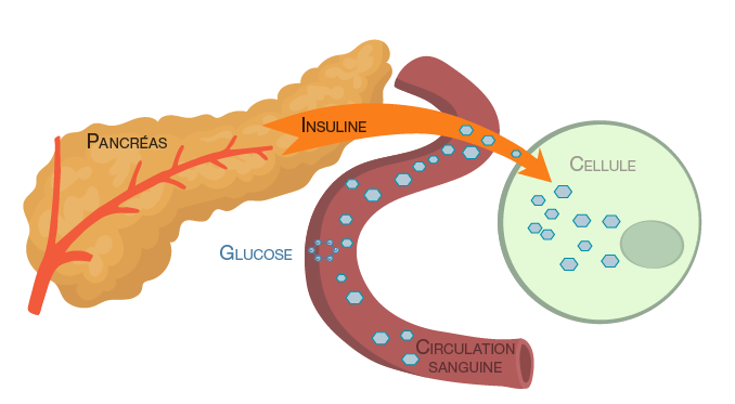 pancreas-insuline-glucose-01