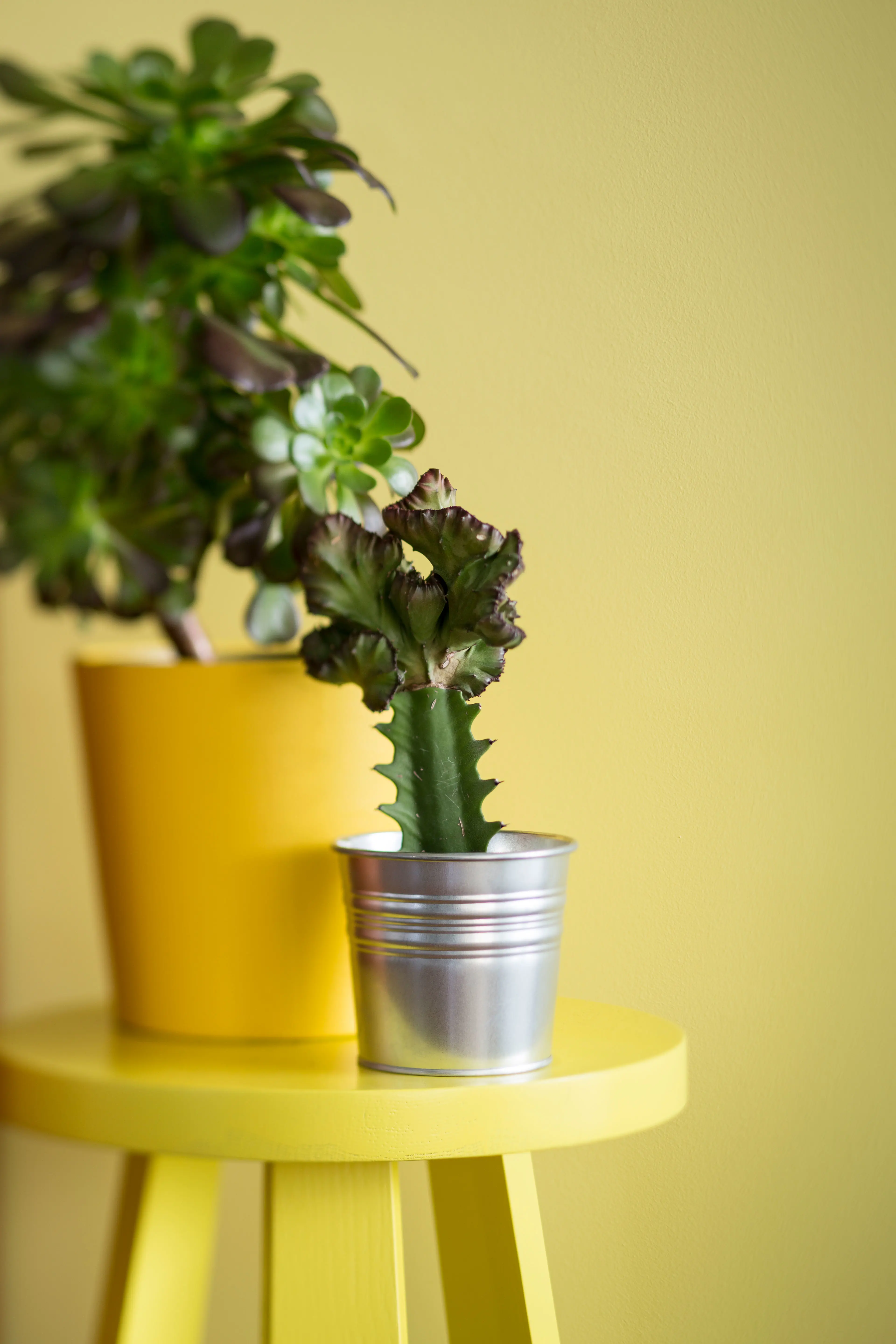 Plants on yellow stool: Colour Forecast 2013 - Seek palette