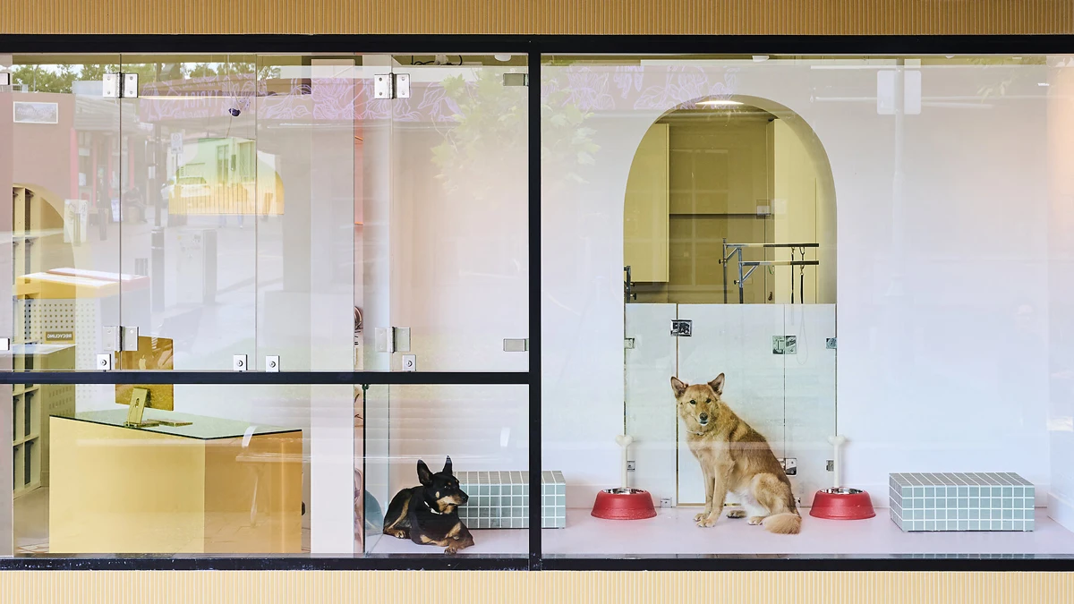 Window of grooming shop with dogs in it. 