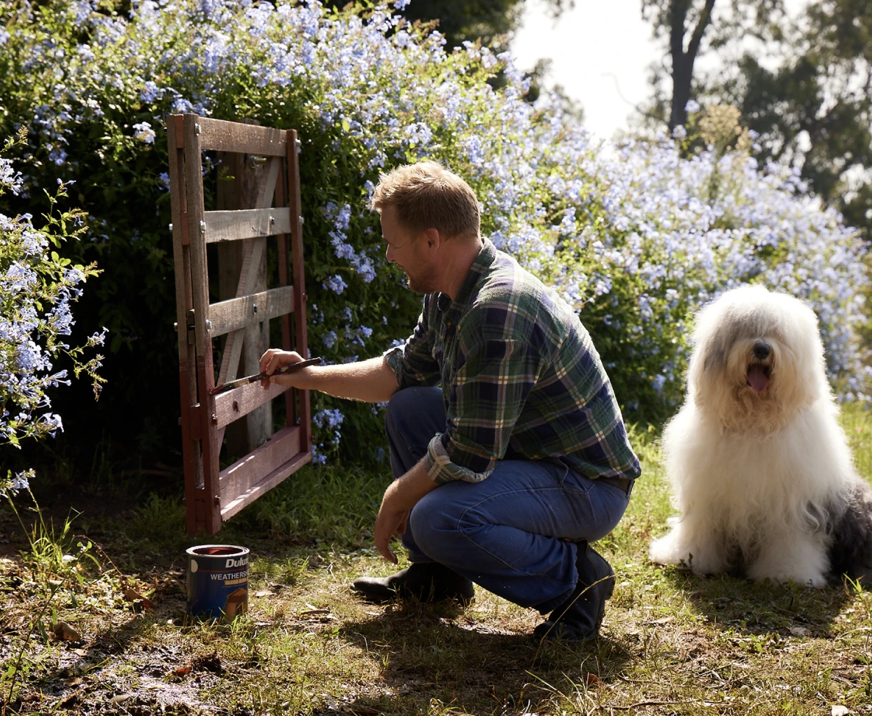 Father painting wooden gate with Dulux Weathershield with the Dulux dog by his side.