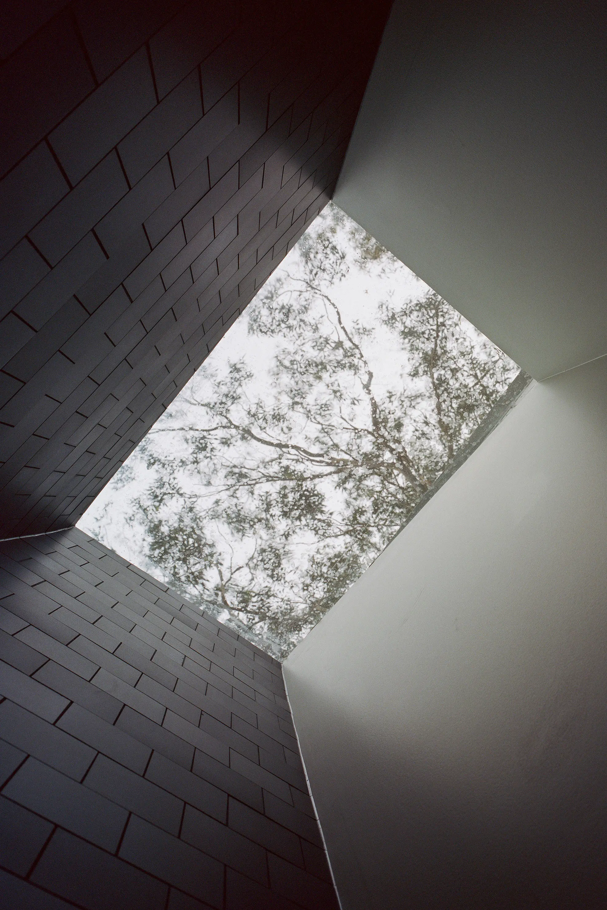 Skylight view of top of a gum tree