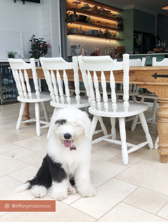 White timber chairs with dining table and Dulux dog