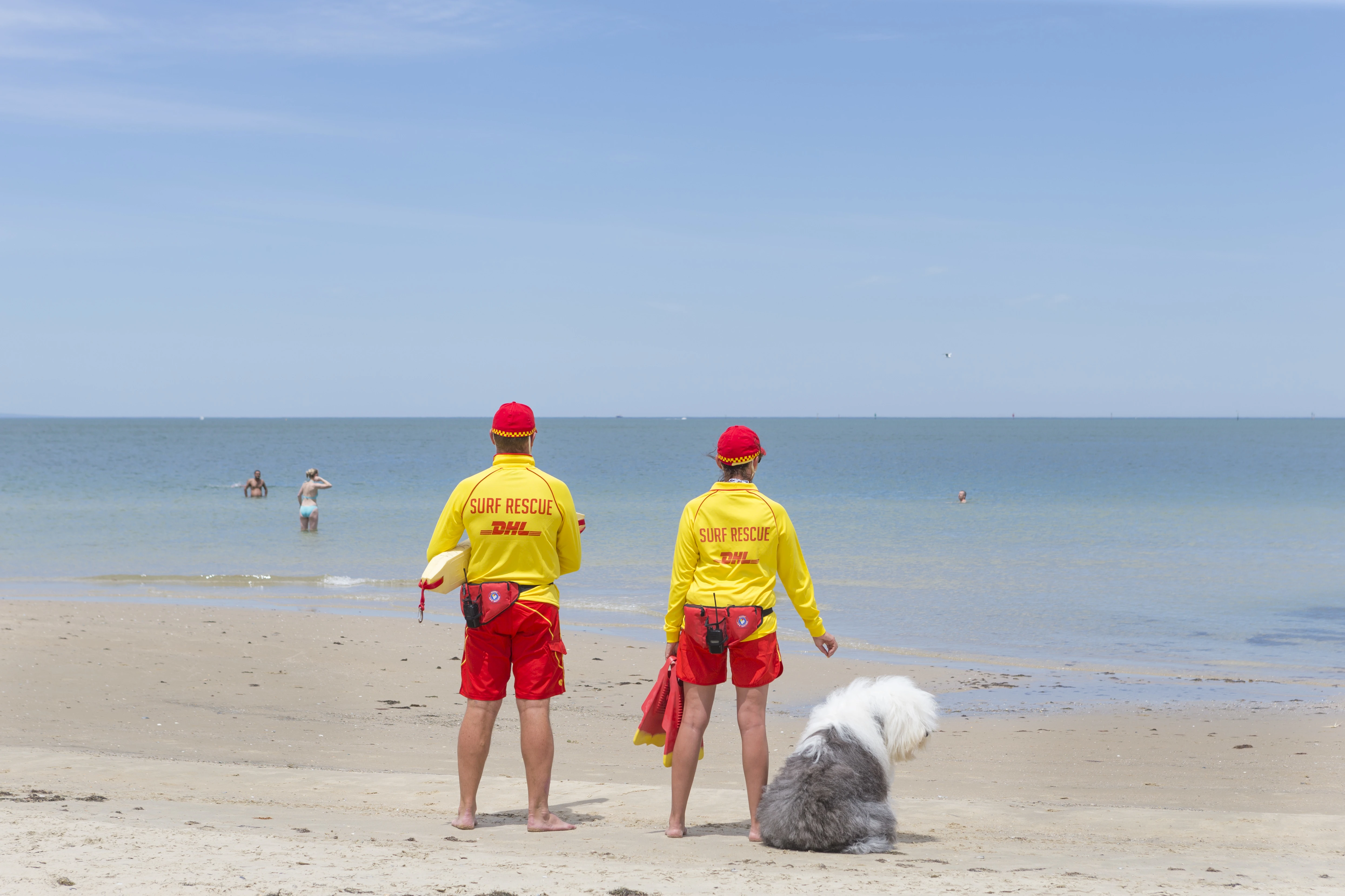 Dulux dog out the front of Coledale Surf Life Saving Club