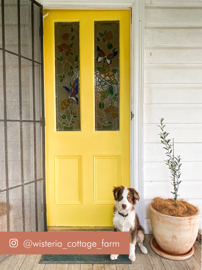 Exterior of white weatherboard house with yellow door and dog