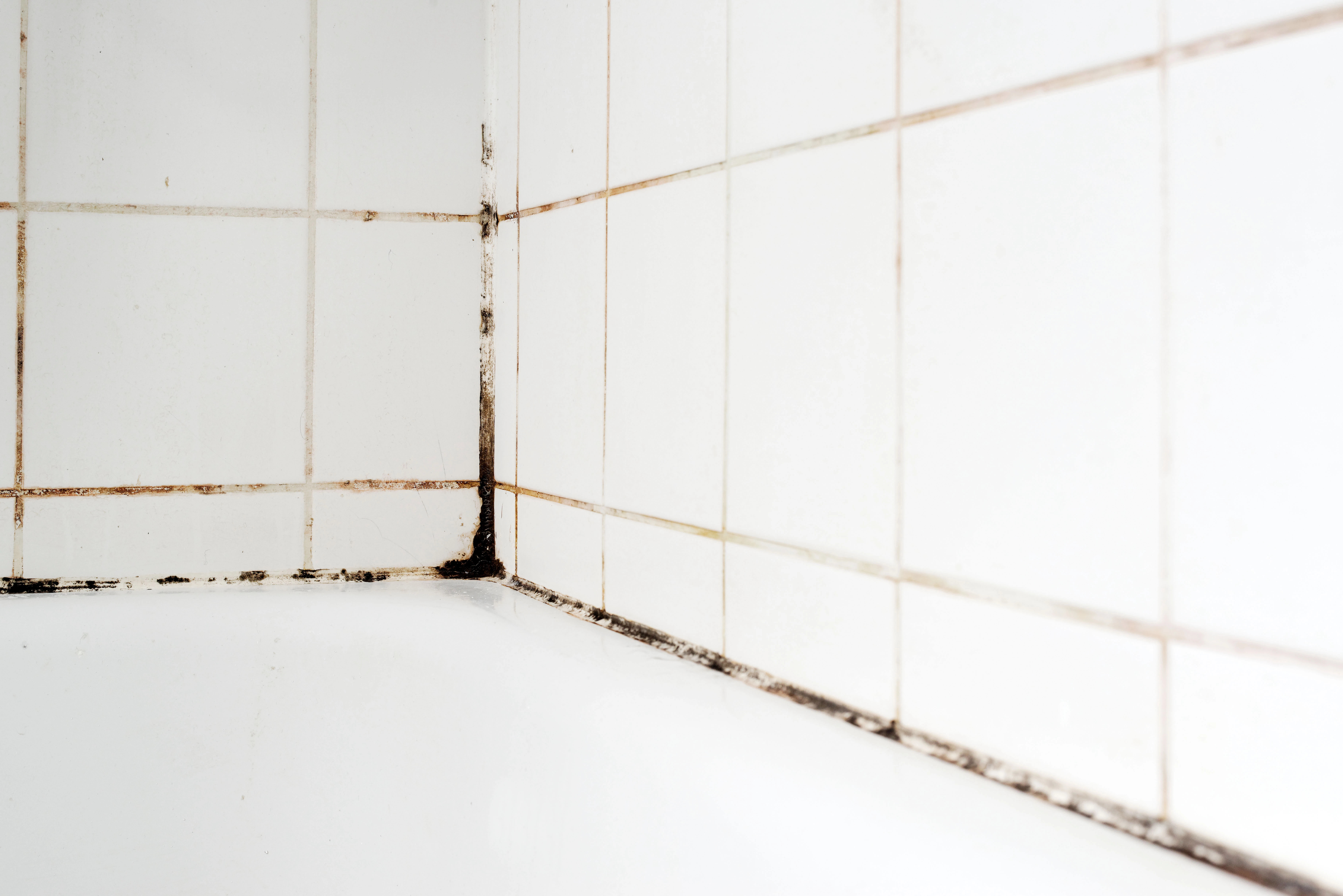 Interior mould on white bathroom tiles.