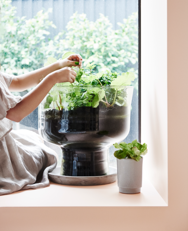 Window box in Dulux Pinkham with person tending indoor plants.