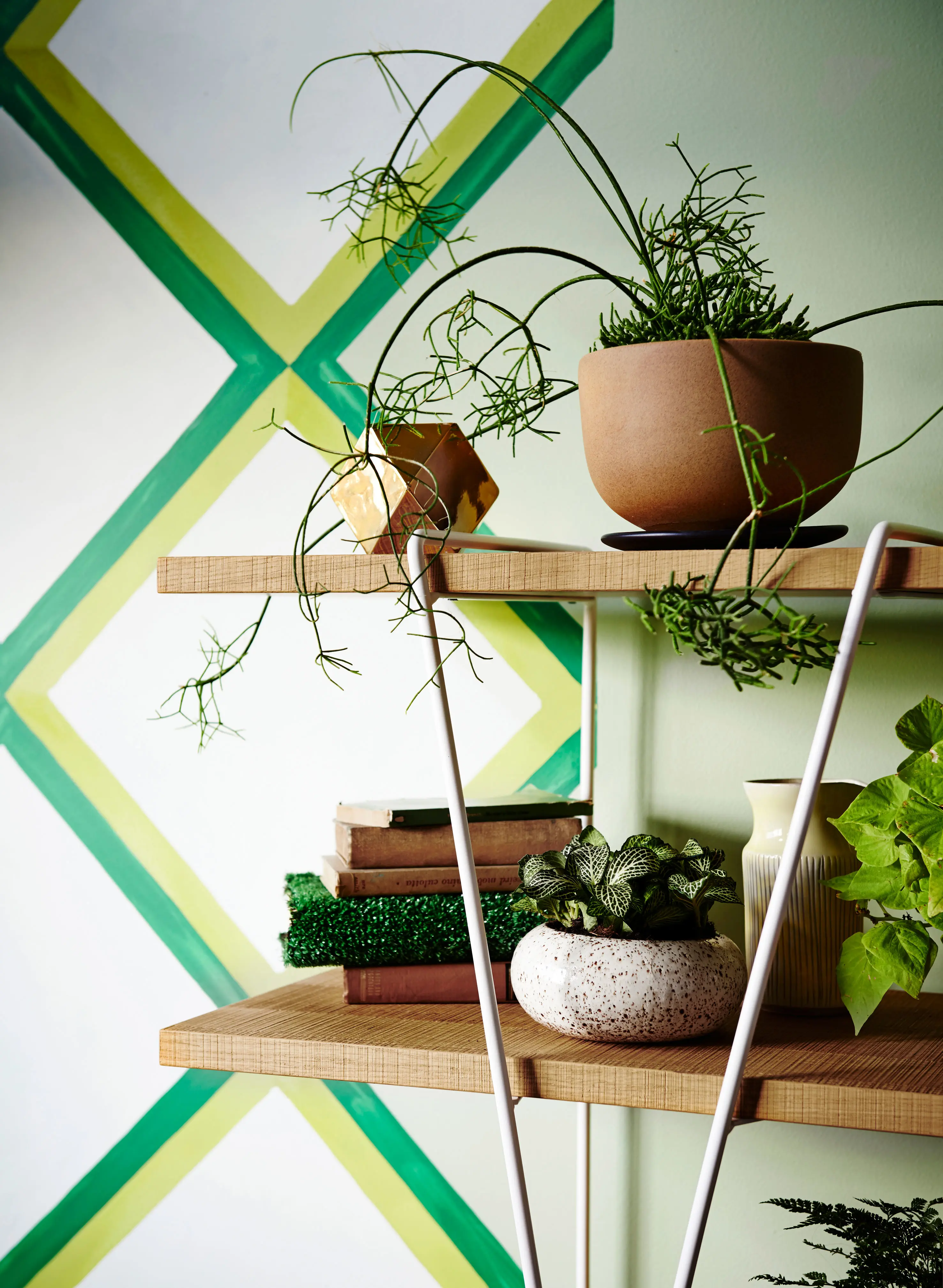 Plants on shelf in green living room