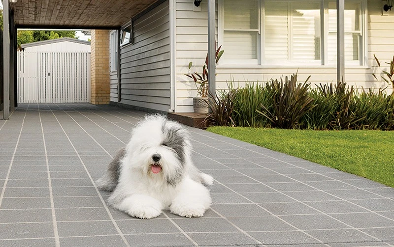 Dulux dog on residential driveway