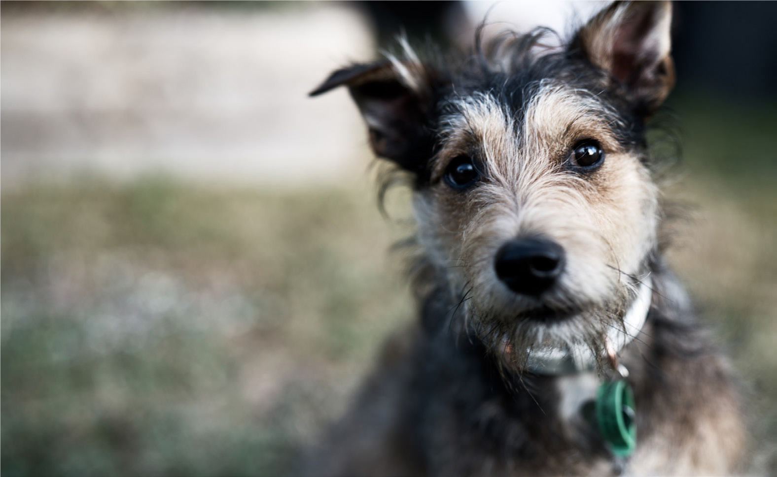 A wirey haired small dog looks at the camera