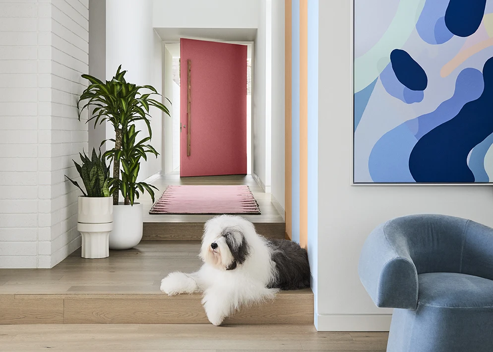 A Dulux Old English Sheepdog lying on a wooden floor in the entranceway to a house. In the foreground is a coloured piece of artwork on the wall and a blue chair. In the entranceway are potted plants and the front door is painted pink.