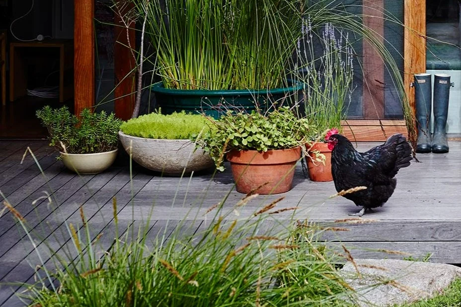 Black chicken on deck in front of pot plants