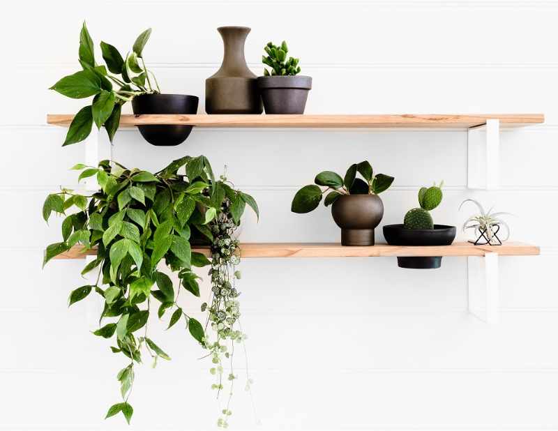 indoor plants on floating shelves in pots painted in Dulux metal shimmer 